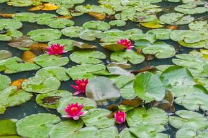 Terra Nostra Park in the Azores is a large botanical garden with a huge variety of plants and trees and with lakes, streams and a pool of volcanic origin photo