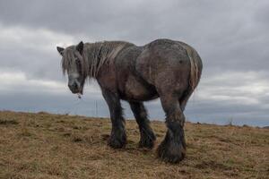 Horse in the pasture photo