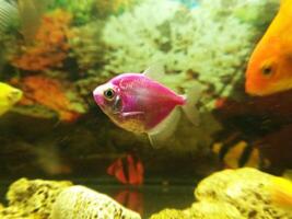 pescado en acuario, sus un pez globo foto