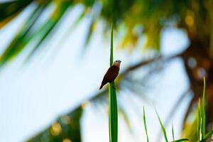 bird perched on the top of the leaves photo