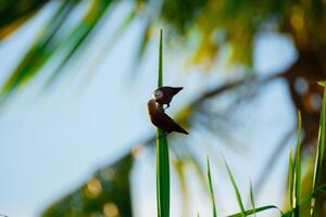 The Kissing Bird photo