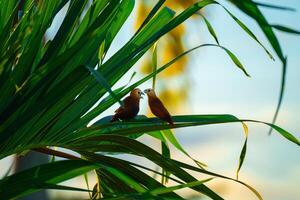 Pareja de aves son discutiendo foto