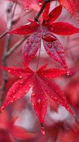 AI generated Vibrant red autumn leaves with morning dew drops photo