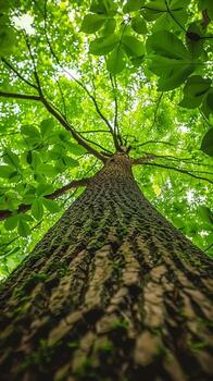 AI generated Upward view of a tall tree with vibrant green leaves photo