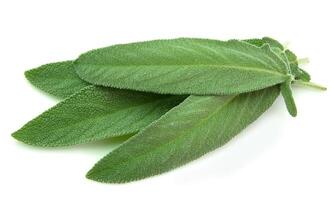 Sage leaves on white backgrounds photo