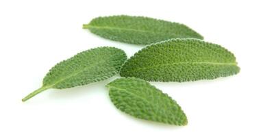 Sage leaves on white backgrounds photo