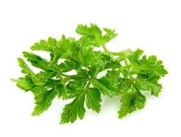 Curly parsley on white backgrounds photo