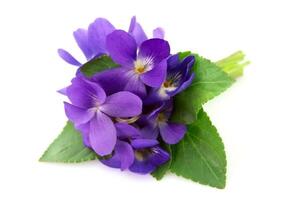 Wood violets flowers photo