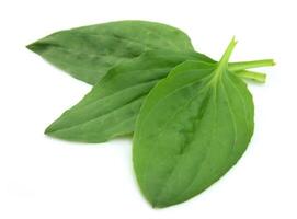Plantain leaves on white backgrounds photo