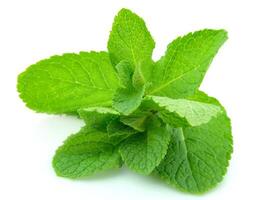 Fresh mint leaves photo