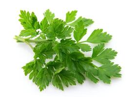 Fresh parsley on white backgrounds photo