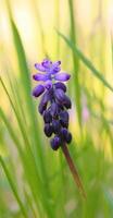 Muscari neglectum on white backgrounds photo