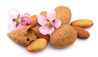 Almond with flowers photo