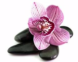 stones with orchid photo