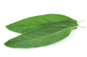 Sage leaves on white backgrounds photo