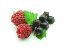 Raspberry and black currant photo