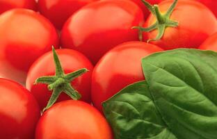 Tomatoes and a basil photo