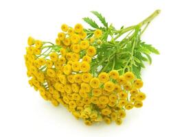 branch of tansy on white backgrounds photo