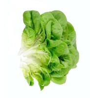 Lettuce salad isolated photo