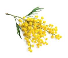 Mimosa tree on white backgrounds photo