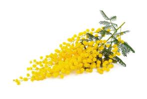 Twigs of mimosa flowers photo