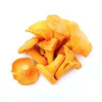 Chanterelle mushrooms on white backgrounds photo