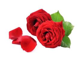 Red rose flowers  with red petal photo
