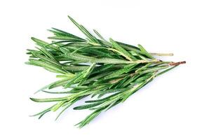 Twig of rosemary photo