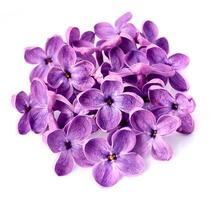 Lilac flower macro. photo