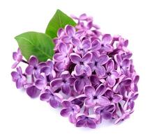 Lilac flower isolated photo