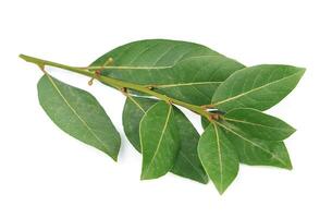 Bay leaf on white backgrounds photo