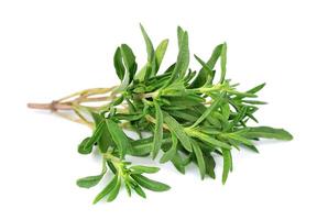 Thyme fresh herb isolated photo