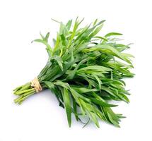 Tarragon herbs on white backgrounds photo