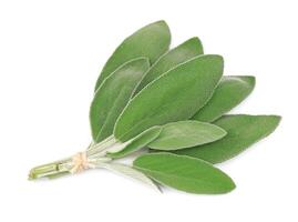 Sage leaves on white backgrounds photo