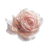 AI generated Beauty bloom rose closeup photo