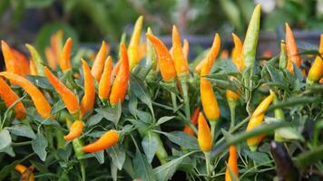 peperoncino pianta nel il giardino, video