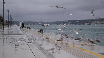 noir à tête mouette dans istanbul. Turquie. hiver oiseau, video