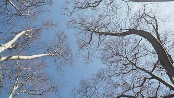 takken van bladverliezend bomen in de park in voorjaar zonnig het weer, video