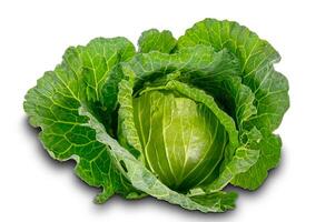 Freshly harvested cabbage on white background with clipping path. photo