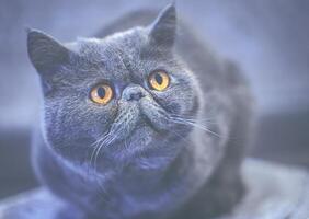 Exotic shorthair cat. Brown eyes. CINEMATIC photo