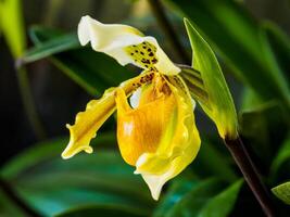 de cerca de un hermosa amarillo de señora zapatilla orquídea en tailandia foto