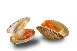 View of opened clams, baby clams, carpet clams, short neck clams on white background with clipping path. photo