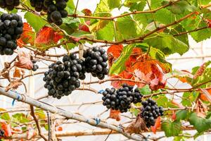 Low angle view bunches of purple black grapes hanging in the branches of vine inside a greenhouse with green leaves changing into red color showing it is a harvesting season. photo