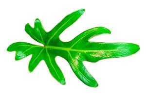 Top view of single succulent green leaf isolated on white background with clipping path. photo