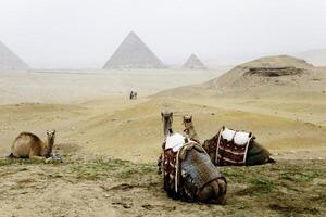 Harnessed riding camels resting on the sand dune in desert with pyramid of Giza in the background, Giza, Egypt.. photo