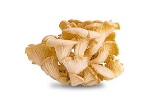 Side view cluster of natural mushroom isolated on white background with clipping path. photo