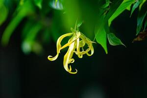 Blooming greenish-yellow ylang-ylang flower or cananga flower or fragrant cananga flower with leaves hanging in a tree. photo