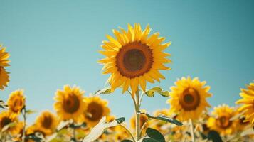 AI generated sunflower field, with tall sunflowers standing against a clear blue sky photo