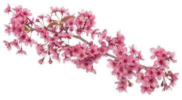 AI generated Pink cherry blossom on white background, isolated Sakura tree branch photo