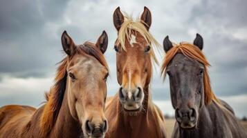 AI generated A group of horses looking at the camera photo